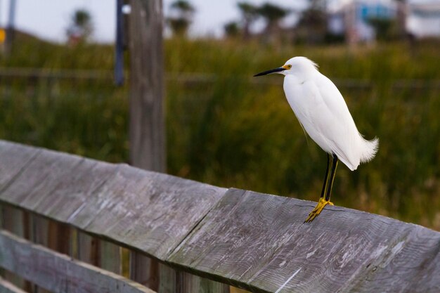 Garça-branca em habitat natural em South Padre Island, TX.