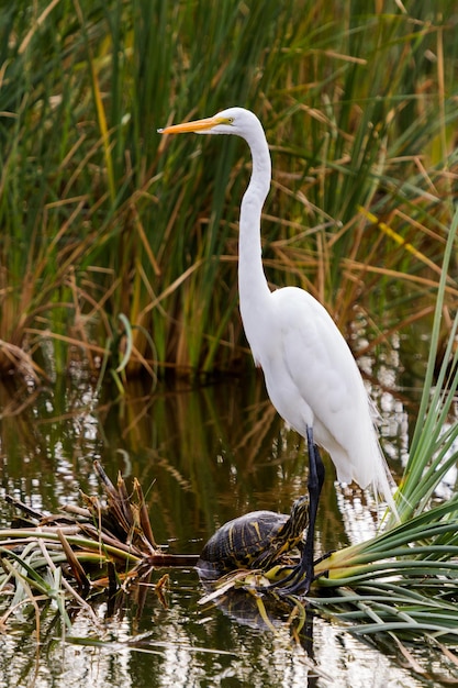 Foto garça-branca em habitat natural em south padre island, tx.