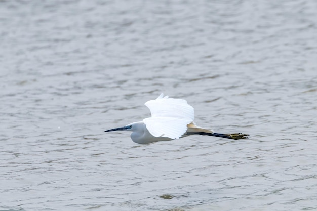 Garça-branca em vôo (Egretta garzetta) Garça-real pequena