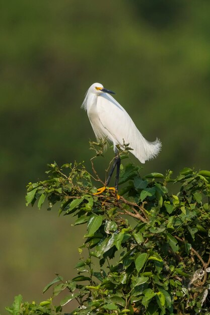 Garça branca empoleirada na vegetação Pantanal Brasil