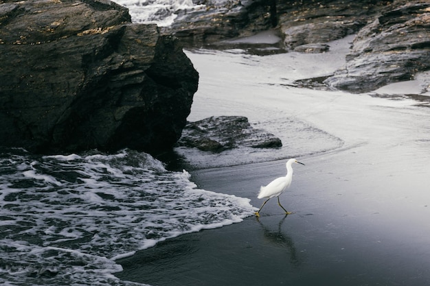 garça branca engraçada correndo da onda do mar na praia, em um dia nublado.