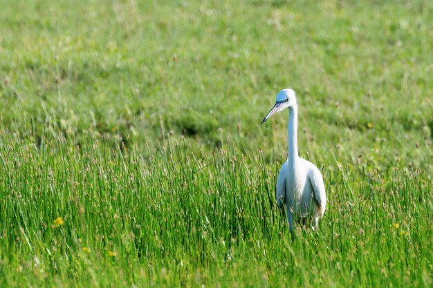 Garça-branca-grande (ardea alba) garça-branca-comum