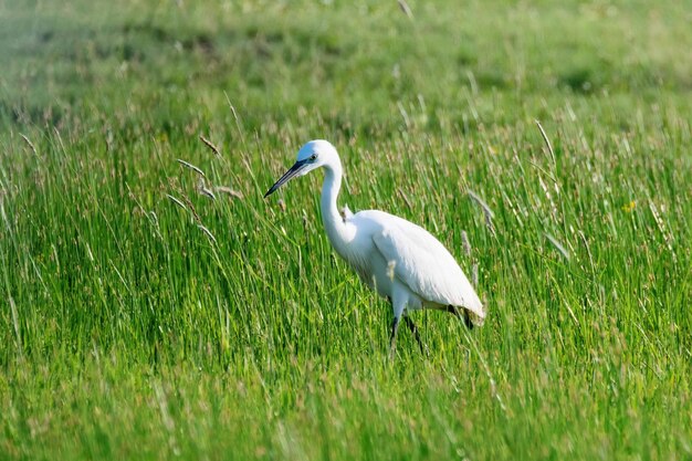 Garça-branca-grande (Ardea alba) Garça-branca-comum