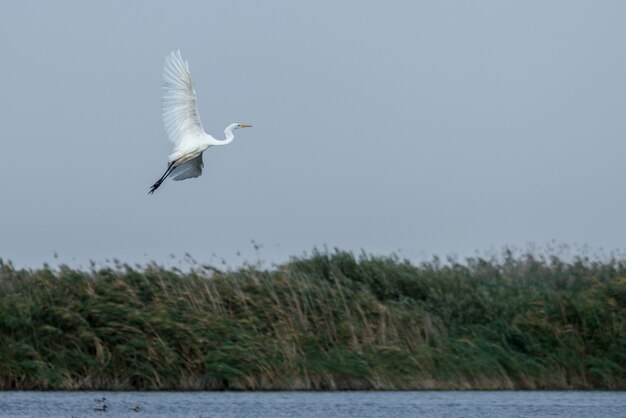 Garça-branca-grande (egretta alba) no delta do danúbio, romênia