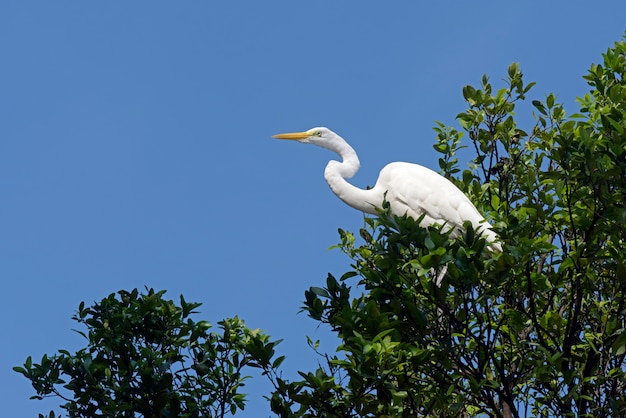 Garça-branca-grande em seu habitat natural