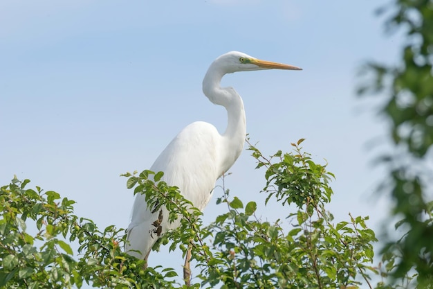 Garça-branca-grande na árvore (ardea alba) garça-branca-comum