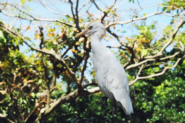 Garça branca no ramo verde