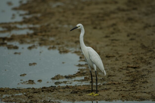 Garça-branca-pequena (Egretta garzetta)