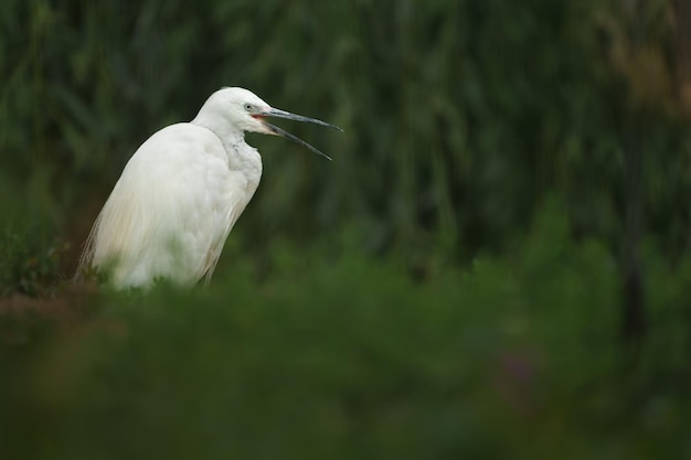 Garça-branca-pequena