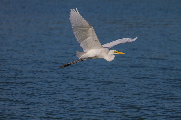 Garça-branca-voando na natureza
