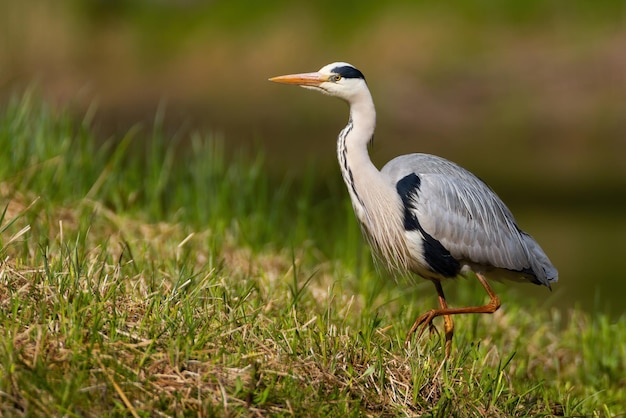 Garça cinzenta andando em uma grama verde e caçando na natureza de verão