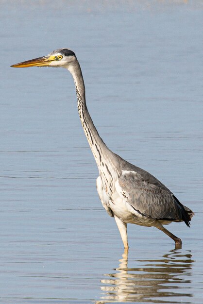 Garça-cinzenta Ardea cinerea é uma ave comum em emporda girona catalunya espanha