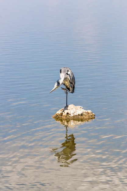 Garça cinzenta Ardea cinerea empoleirada em uma pedra e pronta para atacar qualquer peixe que passe no lago Amboseli National Park Quênia