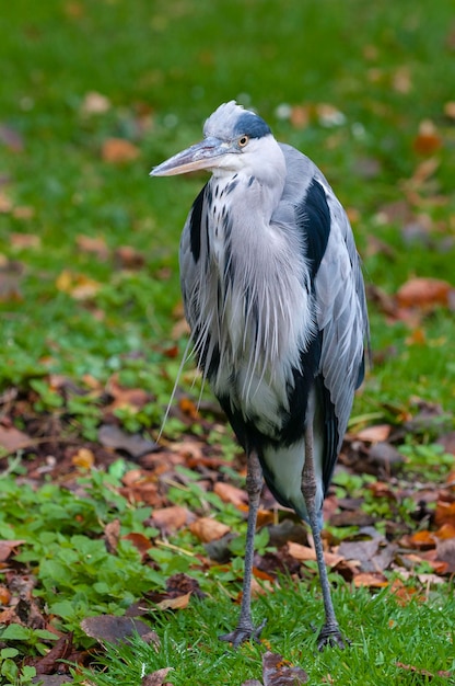 Garça cinzenta Ardea cinerea Málaga Espanha