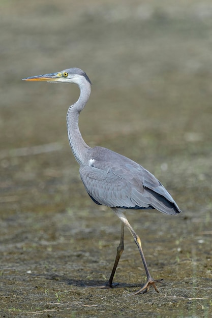 Garça cinzenta (Ardea cinerea) Málaga, Espanha