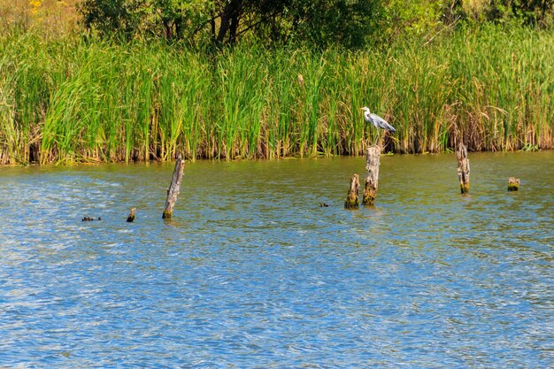 Garça cinzenta (Ardea cinerea) no lago