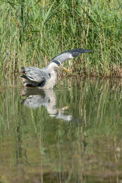 Garça cinzenta Ardea cinerea pescando no pântano