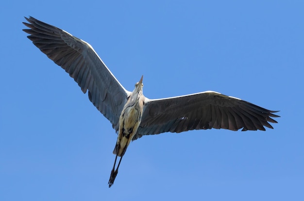 Garça cinzenta Ardea cinerea Um pássaro voa sobre o fotógrafo contra o céu azul