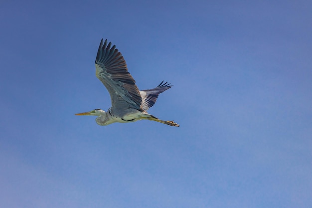 Garça cinzenta Ardea cinerea voando acima do rio Vida selvagem no habitat natural