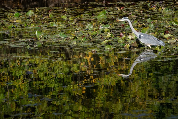 Garça-cinzenta vagando por um lago em busca de peixes perto dos nenúfares