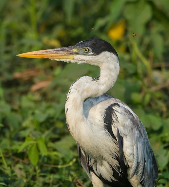 Garça de pescoço branco Pantanal Brasil