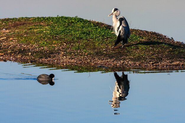 Garça e Coot