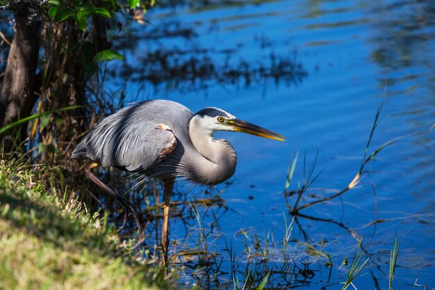 Garça em everglades