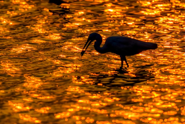 garça em luz dourada, garça pequena predando peixes no rio em luz dourada do pôr do sol,