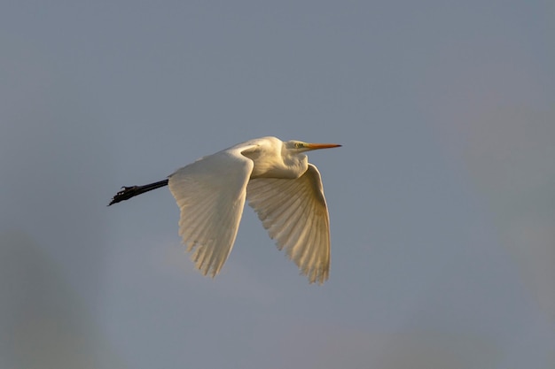 Garça grande, garça comum, garça grande, garça branca grande ou garça branca grande (Ardea alba) Málaga