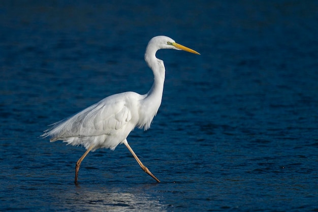 Garça grande Garça comum Garça grande Garça grande ou garça branca Ardea alba Málaga