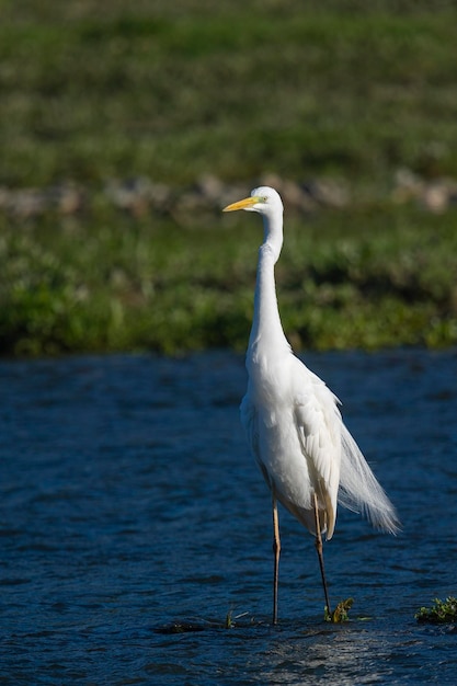 Garça grande Garça comum Garça grande Garça grande ou garça branca Ardea alba Málaga