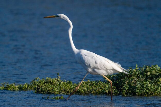 Garça grande Garça comum Garça grande Garça grande ou garça branca Ardea alba Málaga