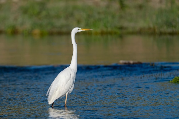 Garça grande Garça comum Garça grande Garça grande ou garça branca Ardea alba Málaga