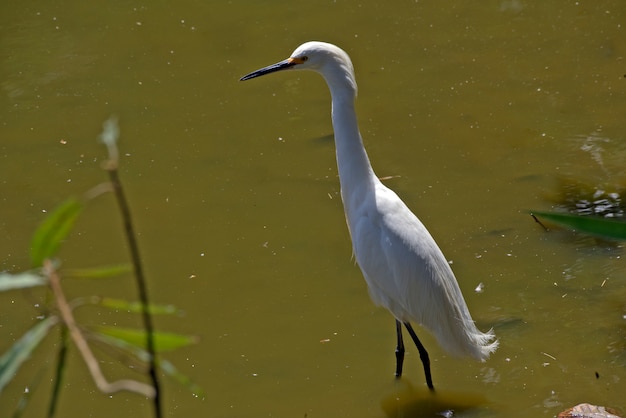 Foto garça nevada pesca no lago raso