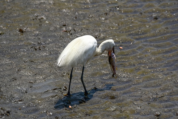 Garça-pequena (ixobrychus minutus)