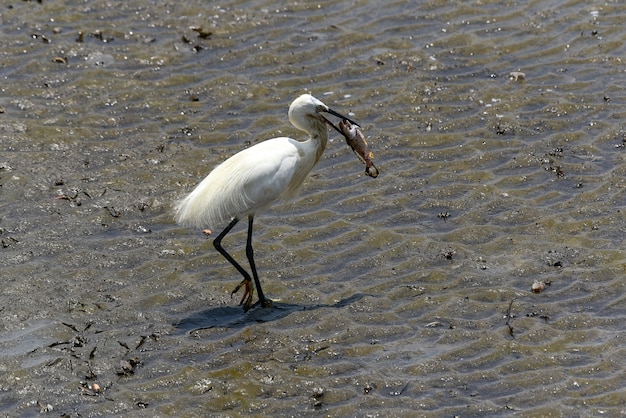 Garça-pequena (ixobrychus minutus)