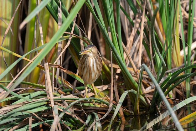 Garça pequena ou garça comum Ixobrychus minutus Málaga Espanha