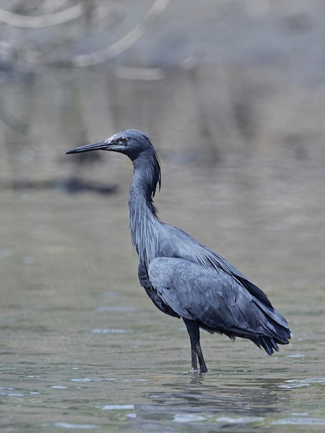 Garça-preta Egretta ardesiaca