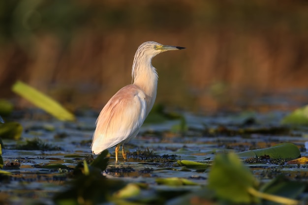 Garça-real adulta (Ardeola ralloides) filmada em close-up suave na luz da manhã em uma caça de peixes