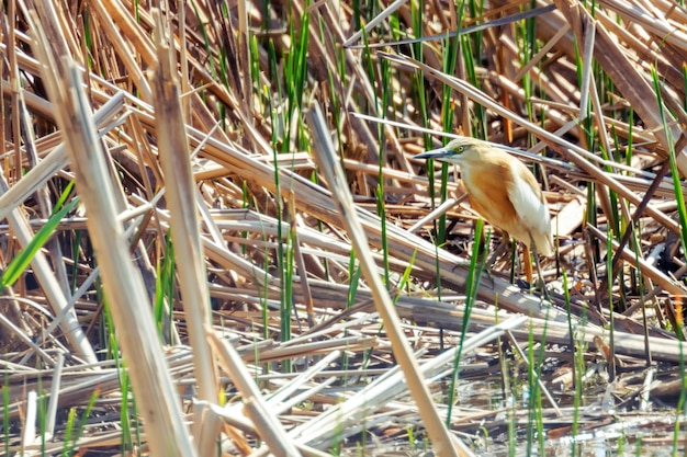 Garça-real (Ardeola ralloides) em habitat natural