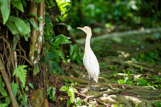 Garça-real branca pequena com uma cabeça amarela em um parque verde. observação de pássaros