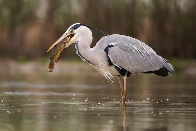 Garça-real caçando um peixe no rio na natureza primaveril