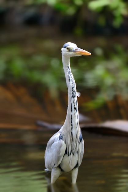 Garça-real cinza em uma grama na costa do rio