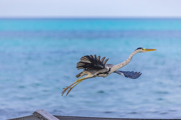 Garça-real cinzenta Ardea cinerea Voando contra o céu azul e a lagoa do oceano tropical Penas de pássaros gigantes