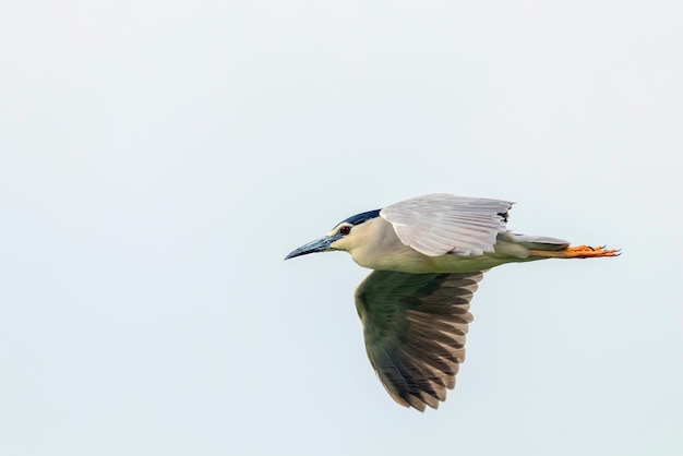 Garça-real da noite com coroa negra em fight blue sky (nycticorax nycticorax)