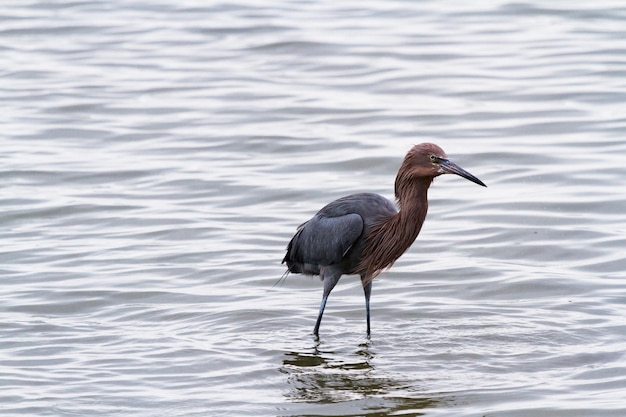 Garça-real de rabanete em habitat nativo em South Padre Island, TX.