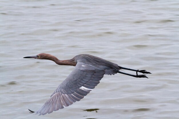 Garça-real de rabanete em habitat nativo em South Padre Island, TX.