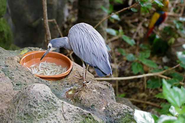 Garça-real Egretta novaehollandiae alimentando-se de alimentador de pássaros de jardim