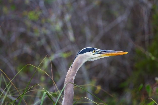 Garça-real em everglades np, flórida