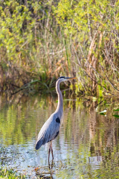 Garça-real em Everglades NP, Flórida